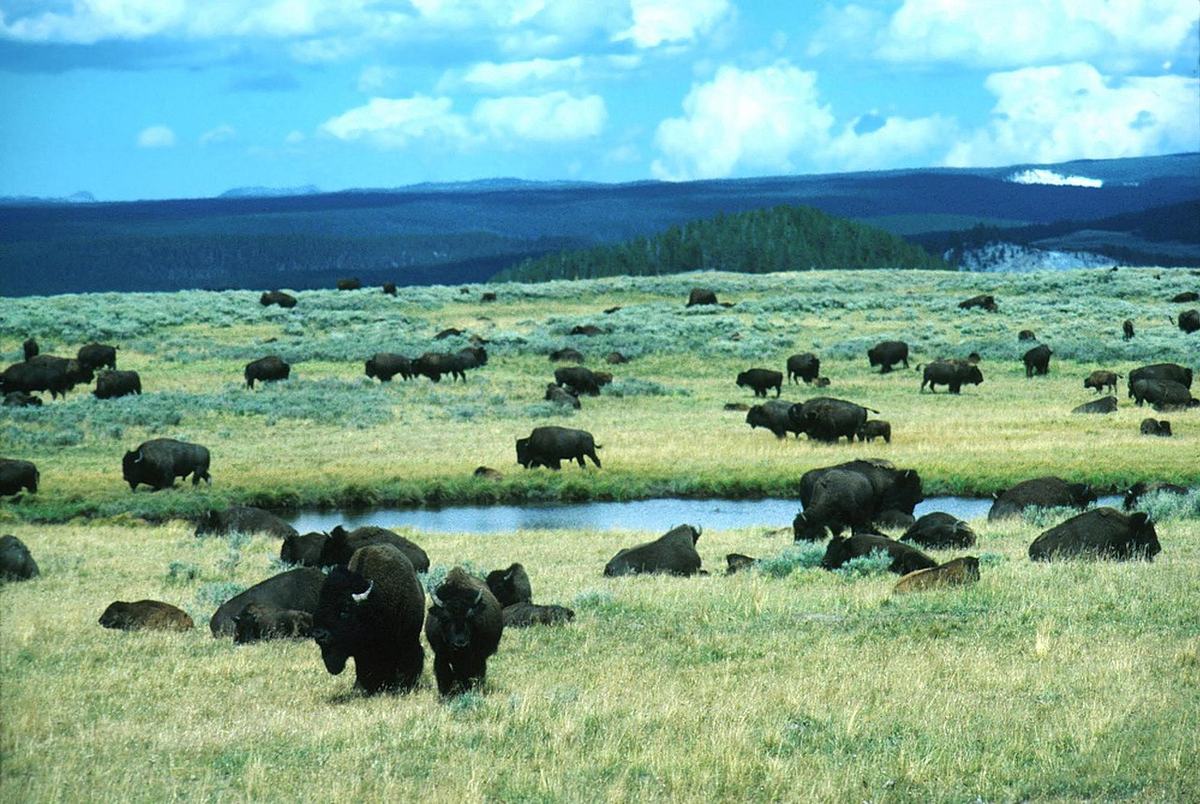 A bison grazing in Yellowstone National Park